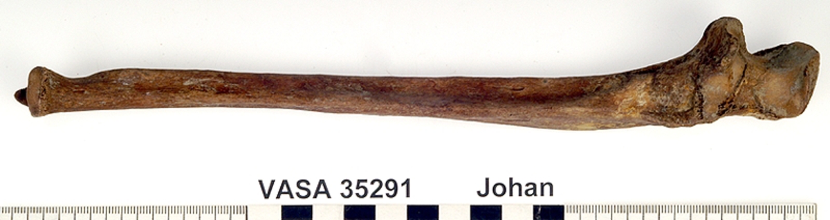 Armbågsben, vänster. I gott skick.
Ulna, sinister.