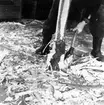 Neg nr 37. Grovtäljning av förstäven med yxa. Ämnet stöds mot golvet.  Foto 6.8 (1962).