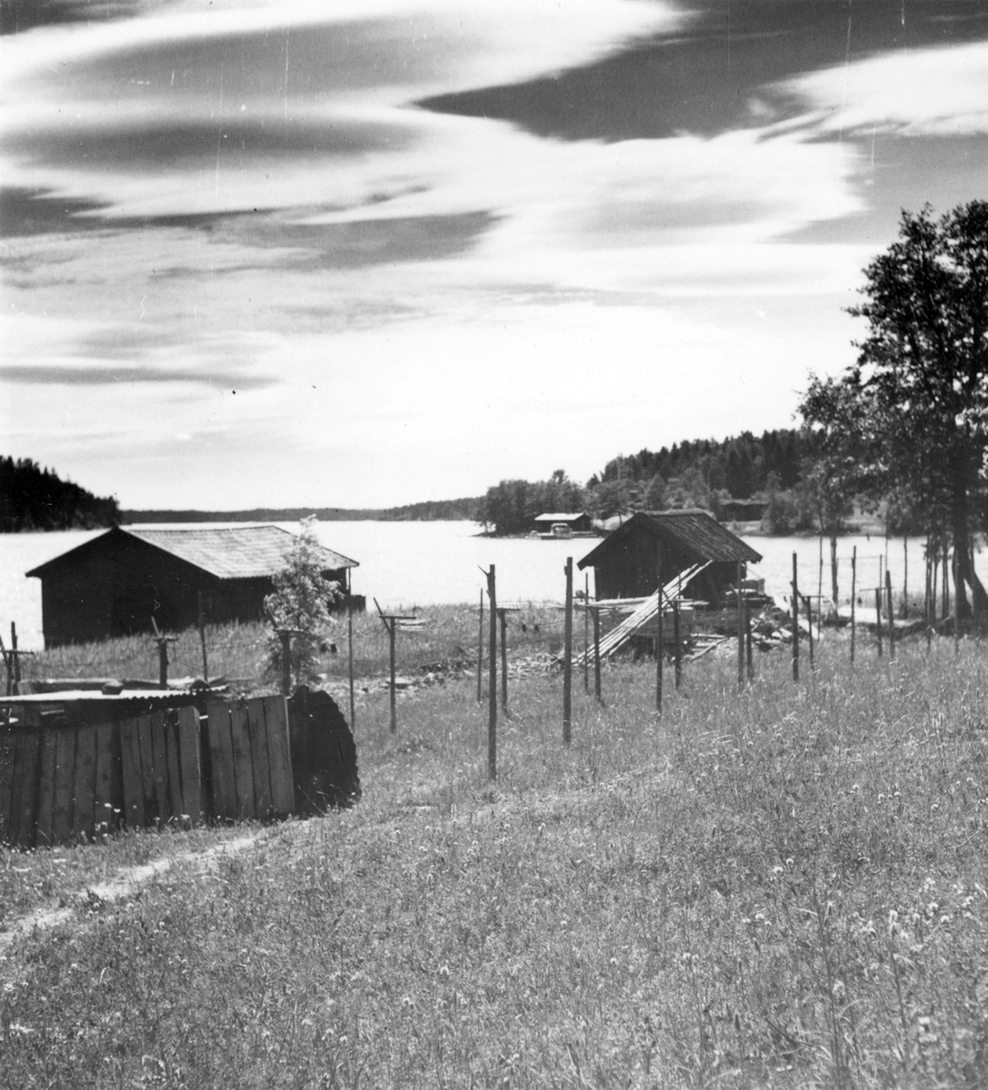 Uppland, Stockholms län, Frötuna skeppslag, Länna socken, Vettershaga. Skeppare Olssons sjöbodar och gisthage. Foto i juni 1950.