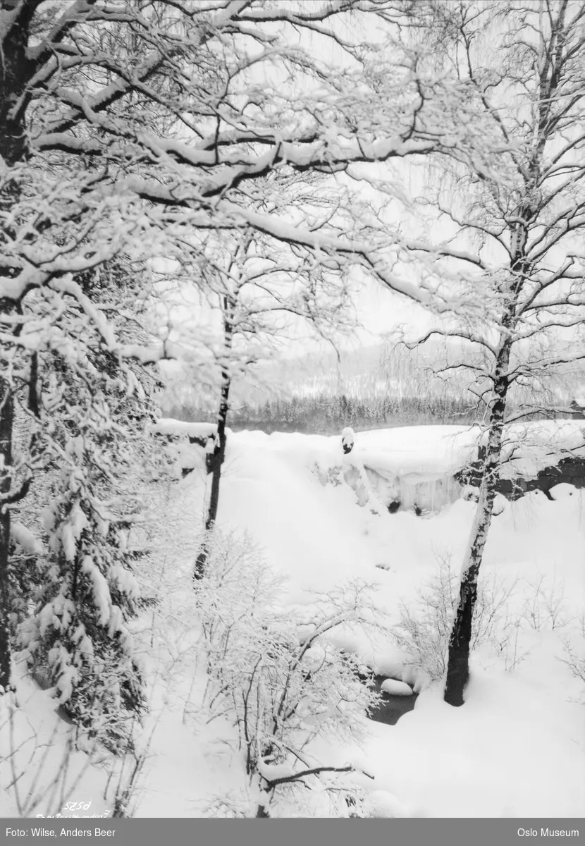 skog, snø
