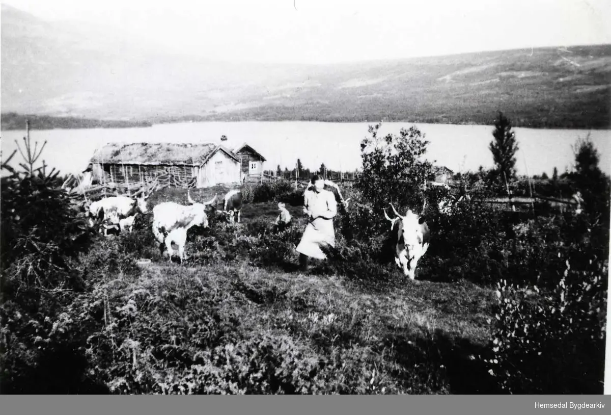 Flatavollen 51/9 (Flatavølle, dialekt) på Eikrestølane i Hemsedal kring 1950.
Birgit Flaten med bjøllekyra Nettelin.