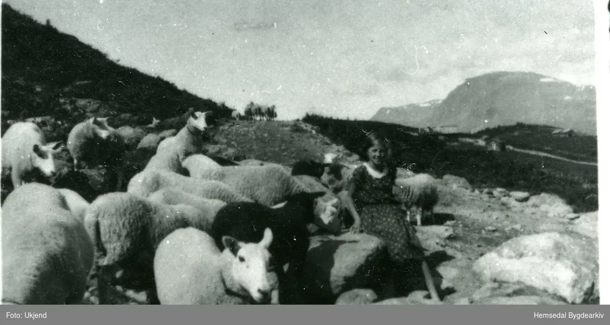 Saueflokken kjem innåt vollen for å få salt.
Biletet er teke i 1938 ved Medagrdsstølen, ein av Eikrestølane.