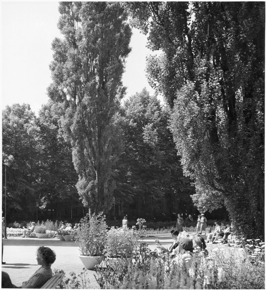 Parkprogram.
Kungsträdgården.
