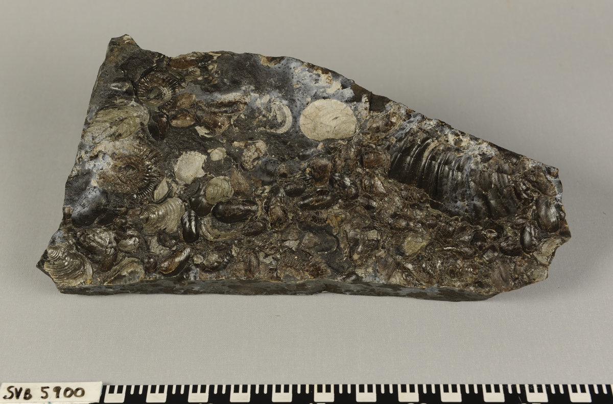 Stein med fossil av dyret buchia (musling) fra Juratiden.