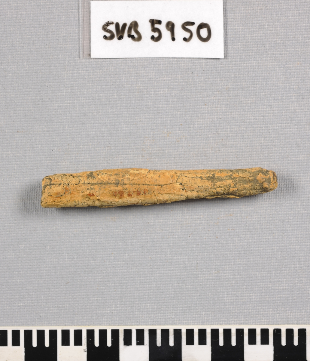 Belemnitt - fossil fra tidlig juratiden.
