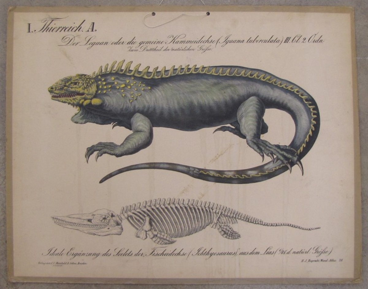Leguan och skelett.