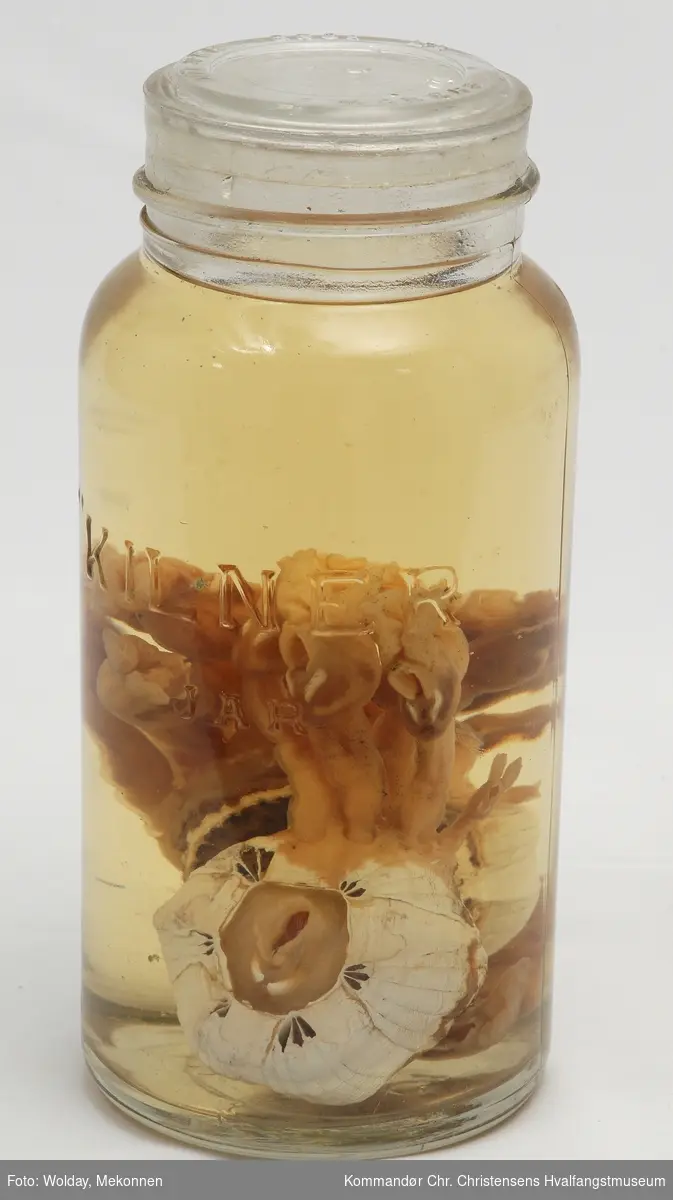 Våtpreparat, Coronula diadema med Conchoderma auritum festet til seg, såkalt hvallus, i et glass med sprit/formalin.
