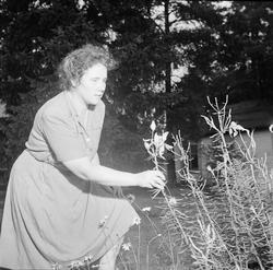 Åskväder - träd vid Stockholmsvägen, Uppsala juli 1947