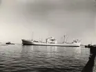 M/S PALMA. Foto från Köpenhamn augusti månad 1961.