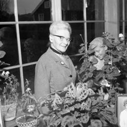 Fotograf Ingeborg Enander i sin dagljusatelje, Stenungsund, 