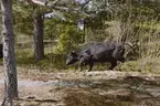 Tjur av rasen Aberdeen Angus.

Martina Högberg driver ett Krav-jordbruk på Idholmens gård på Finnhamn. Hon har kor av rasen Aberdeen Angus som bara säljs som avelsdjur. Idholmens gård ligger vid stugbyn på Finnhamn.

Ekobonde på Finnhamn
Fotodatum 20030507