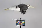 Albatross