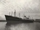 M/S KRISTIN BAKKE. Foto från Köpenhamn 1955.