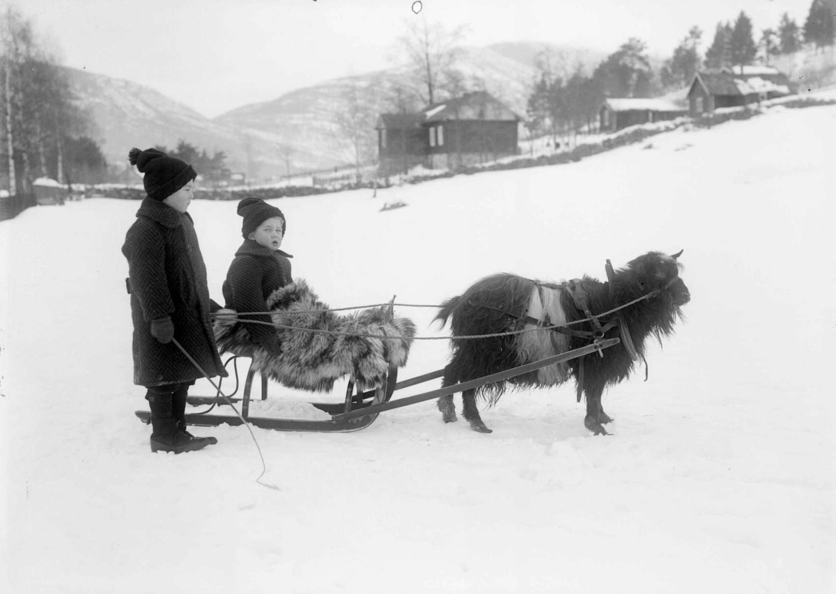Brødrene Jens og Paul Kolseth med slede og geit på jordet til Byrhagen, Nord-Fron, Vinstra.
