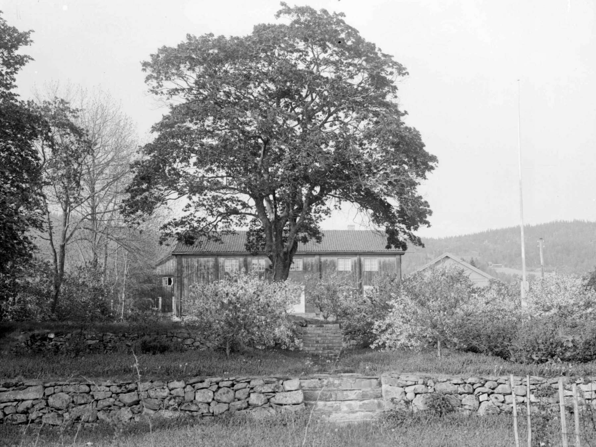 Hus, med en stort lønnetre foran. Terrassehage.