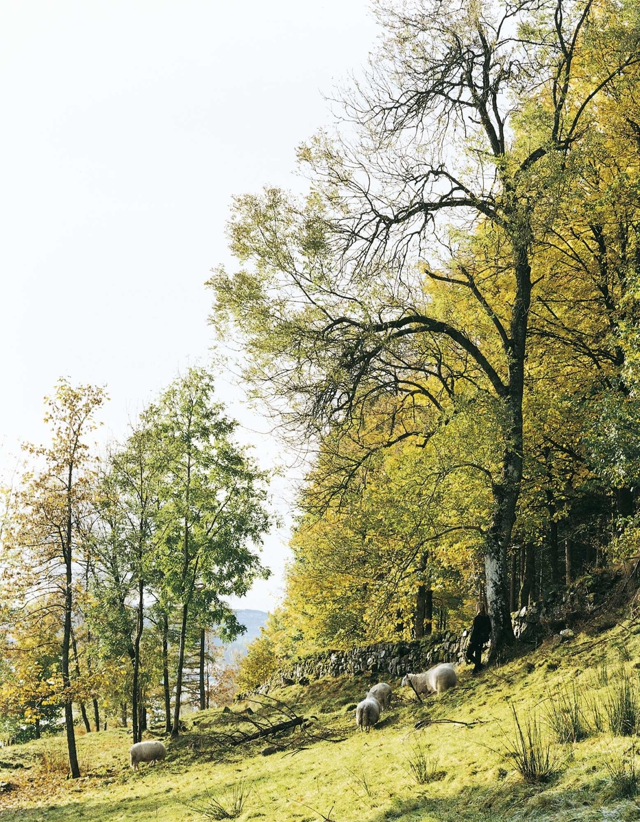 Rødlands fotografi viser en liten, bortvendt menneskeskikkelse og et par sauer plassert i et vakkert, norsk landskap. Umiddelbart ledes tanken til klassiske pastorale fremstillinger og til 1800-tallets nordeuropeiske romantiske landskapstradisjon, med spor til både vår egen I. C. Dahl og den tyske maleren C. D. Friedrich - med små menneskeskikkelser og ensomme vandrere, plasser i storslagne naturomgivelser. Men Rødland hører til vår samtid og hans ærend er et annet enn forgjengernes. Gjennom en romantisk tilnærming i sitt billedspråk, reaktiverer han etablerte tegn/ikoner for det "romantiske" og stiller spørsmål ved klisjeen og ved vårt mulige forhold til naturen i dag. Ikke uten en viss ironi utfordrer han vår egen selvforståelse av det norske som knyttet opp til naturen.