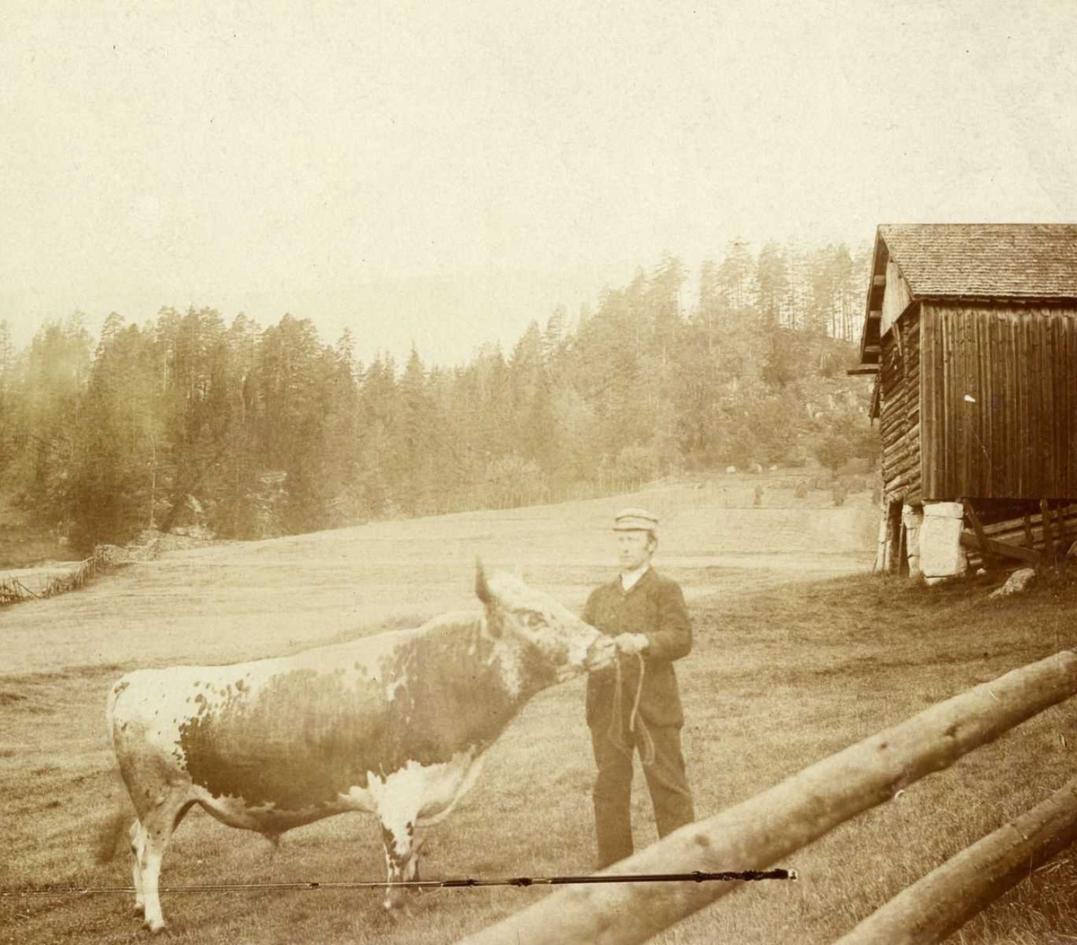 Åmlibilder

