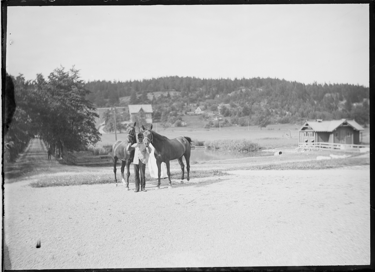 En mann med to hester foran en allé av trær.