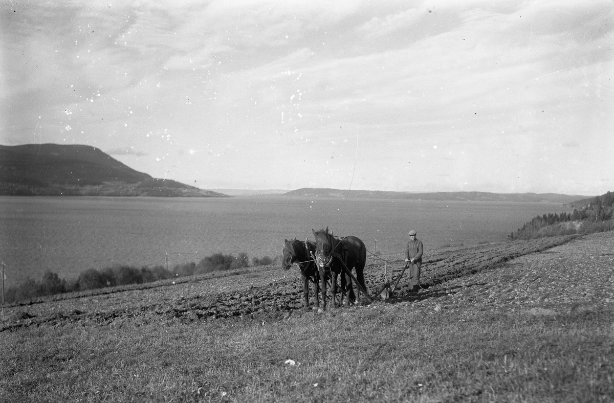 Pløying med 2 hester.