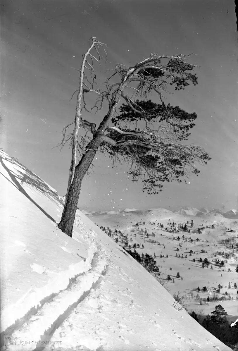 Tolle i Moldedalen.