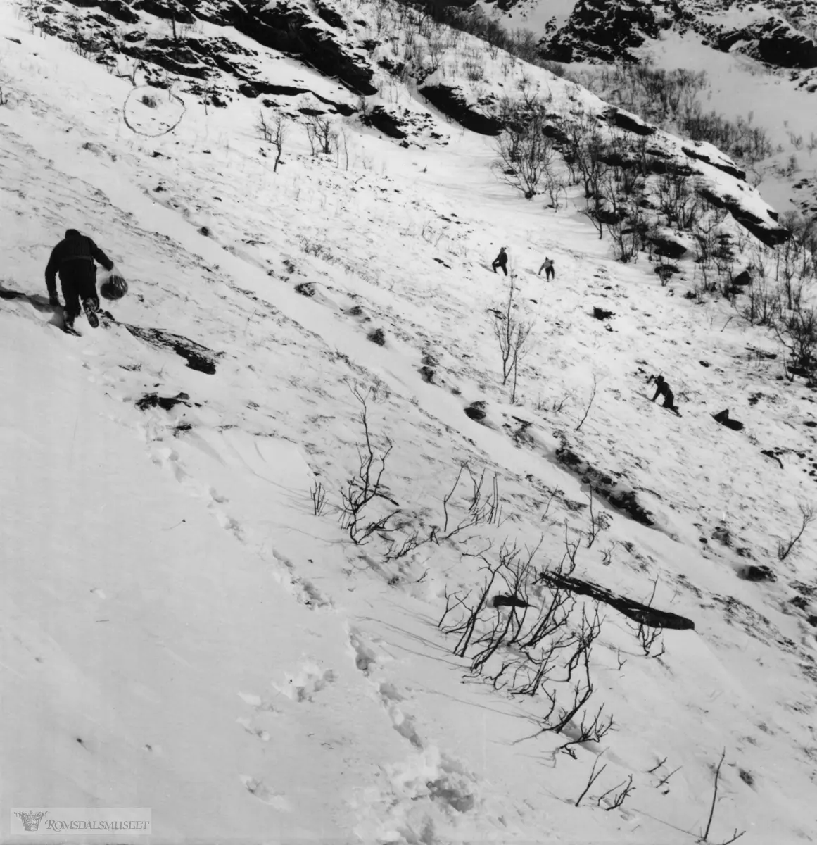 Saueberging i Vistdal februar 1966.