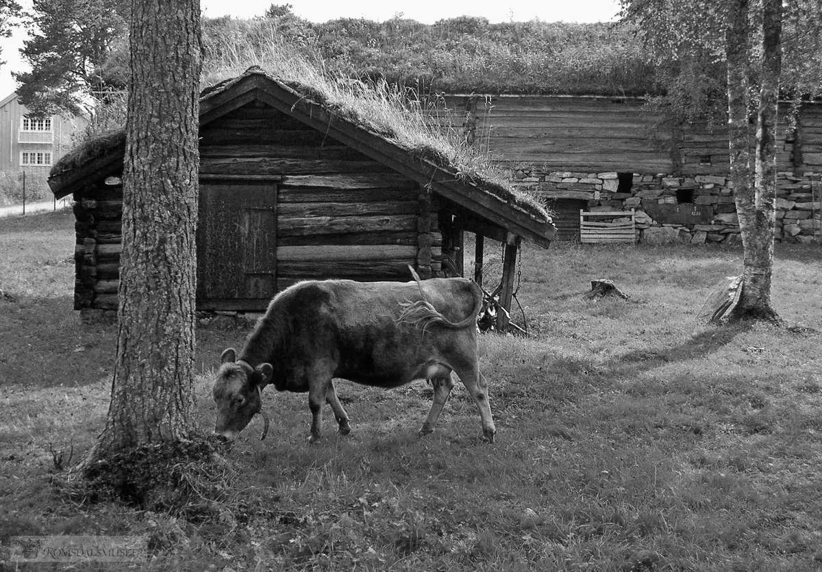 Vistdalssmia med Hammervoll-løa i bakgrunnen..By og bygdegata.."Godt med gress".