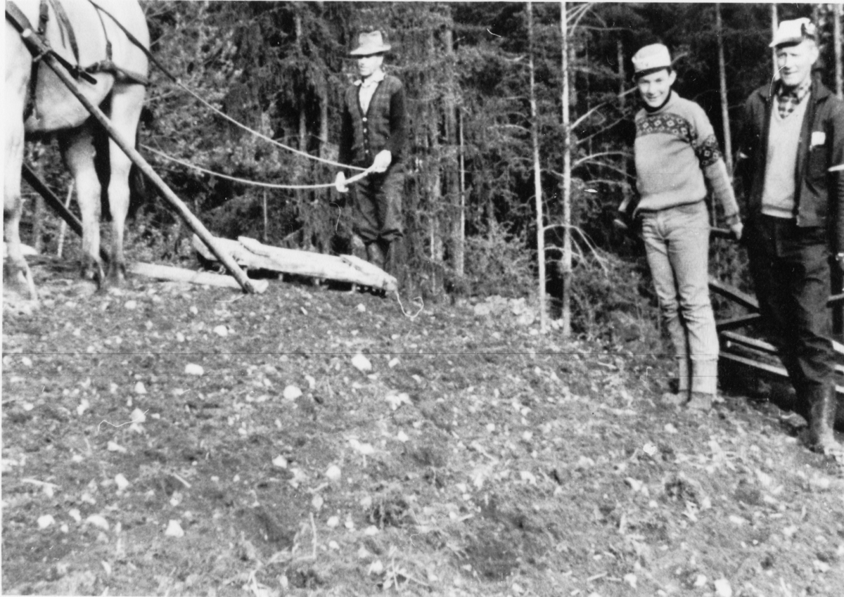 Gruppe,genser,hatt,bukse og gummisko.
Våronn i Svingen.
Torleiv Eidsvall køyrer harv.
Jan Erik Svingen ,14 år og Arne Bråten drar åkrerullen.