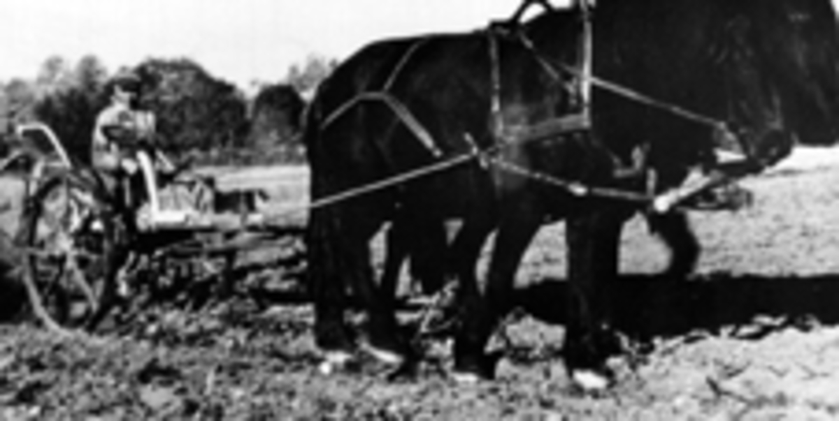 Potetonn på Kvikejordet på Kise mellom, Nes, Hedmark. Kristian Rosenlund (1884-1960) slår potetgresset med hest og slåmaskin.