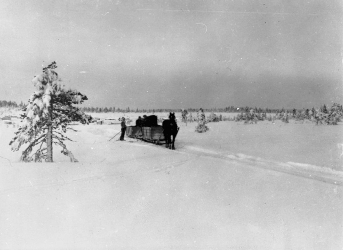 Torvbrensel kjøres hjem fra almenningen med hest og slede på vinterstid.