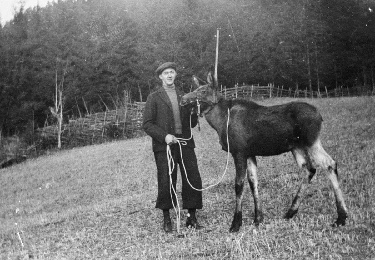 Magne Løvstuen med tam elgkalv i Løvstuen, Brøttum, Ringsaker.