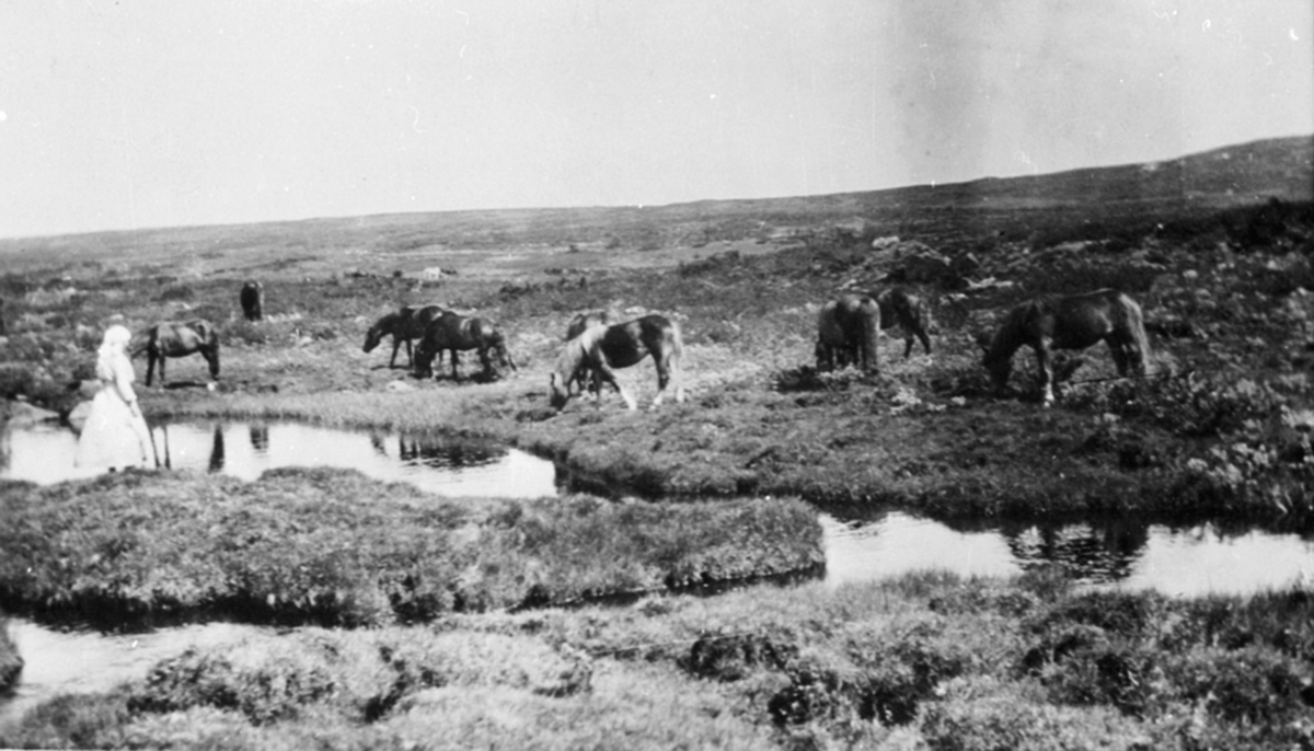 Kolstadhestene på fjellbeite i Golidalen, Ringsakerfjellet.