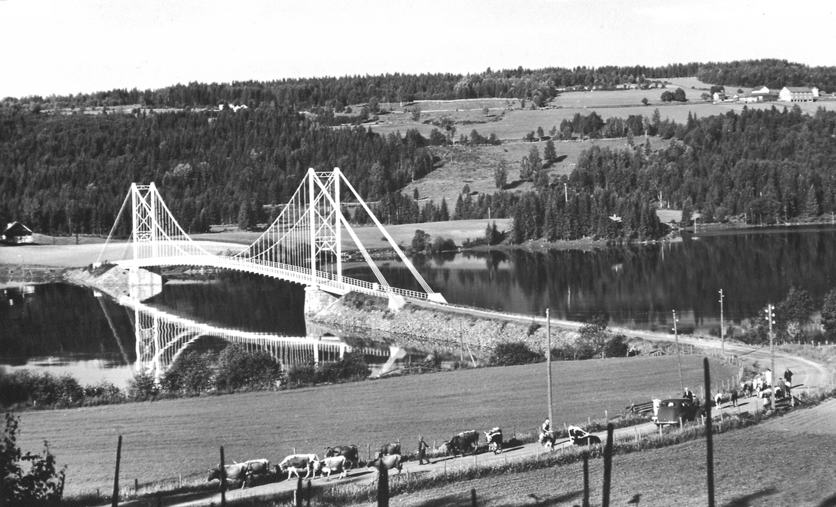 Postkort, Framnesbrua, Ringsaker fra Veldresiden. Kyr i vegen.