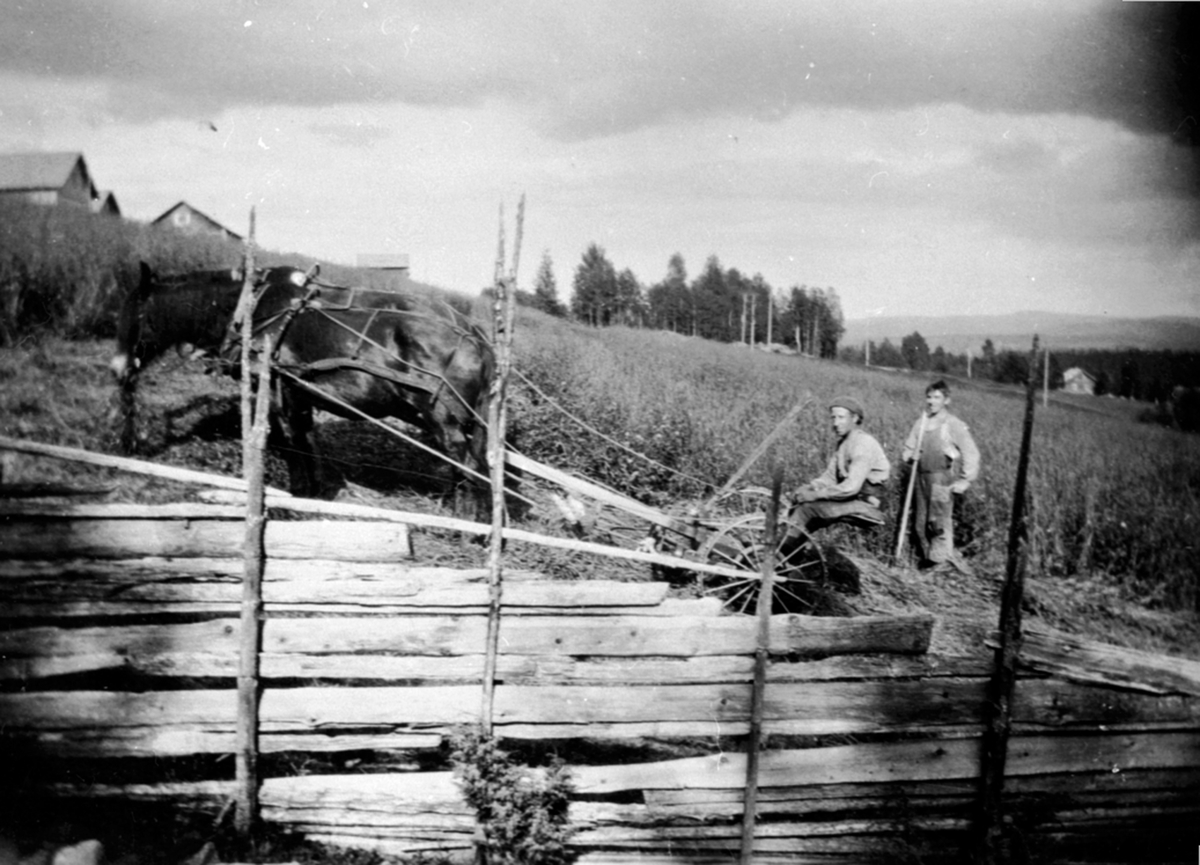 Høyonn på Lien, Åsmarka, Ringsaker. To hester med slåmaskin. Sigurd Rudi på slåmaskina. Stående bak er Olaf Storsveen. Skigard i forgrunn.