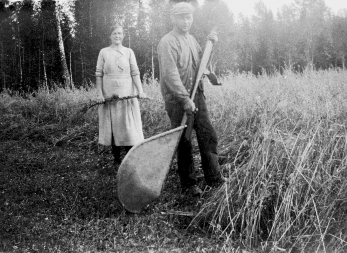 Skuronn. Jørgen Strandli slår korn med mejeljå med oppsamler av strie. Bak er Synnøve Strandli. Trettengmyra, Brøttum, Ringsaker.