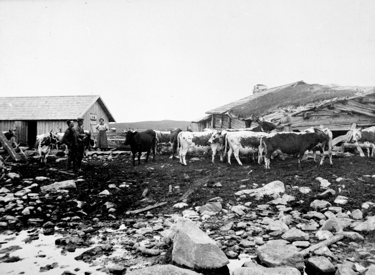 Stor-Elvdal, Ringsakfjellet, Nyskolla setervoll, felles størhuset for Stein gård og Tande gård, de hadde hver sine fjøs, kyr, budeie, sveiser,