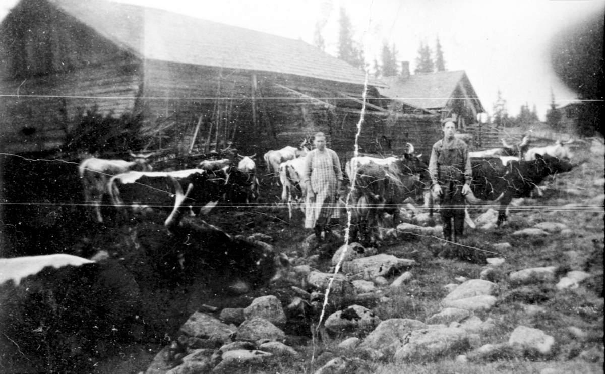 Eksteriør, Gautsetra i Ringsaker almenning. Peder Mæhlums seter. Budeie Klara Jevne og gjetergutt Sverre Syversen 14 år utenfor fjøset med en flokk kuer.