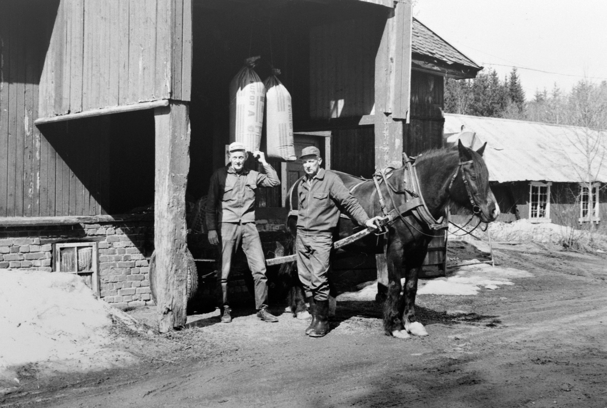 Kornmottak ved sekkeheisen på Kvisla Bruk, mølle, Næroset, Ringsaker. Til venstre Arne Kjellvold, kjørekar Sverre Kristiansen fra Bye på Ring.