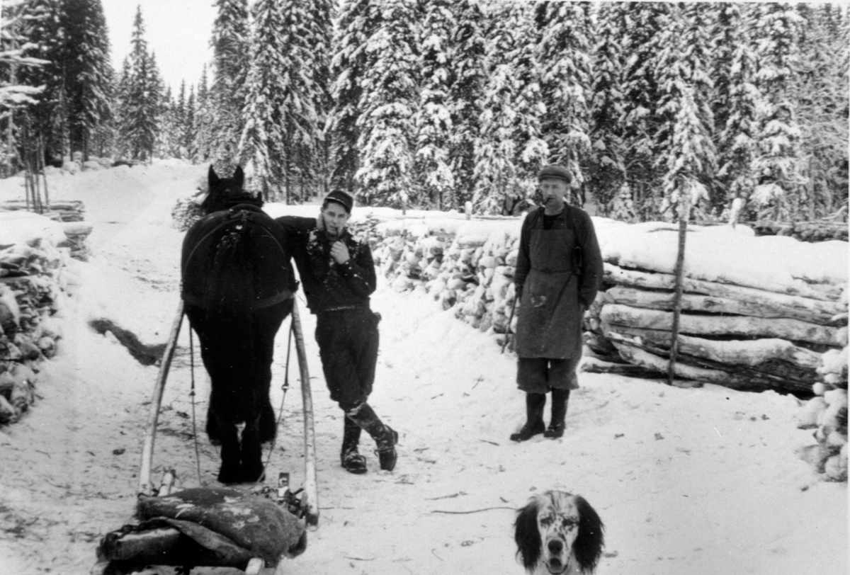 Vedkjøring med hest og slede. Saggvegen i Ringsaker Almenning. To menn med pipe. Hund.