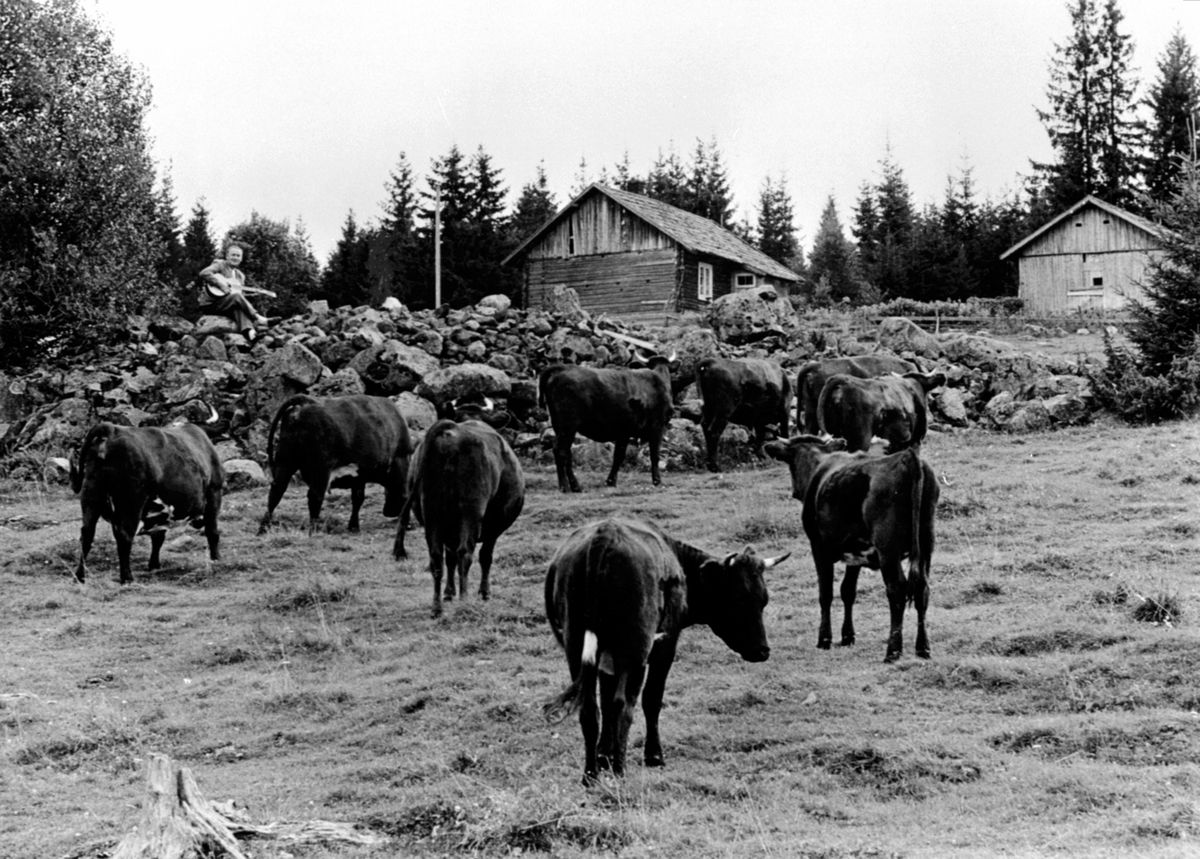 Ringsaker, Rudshøgda, Prøysenstua ved Præstvægen, Alf Prøysen med gitar i "steinrøysa neri bakken", Kuer i forgrunnen,