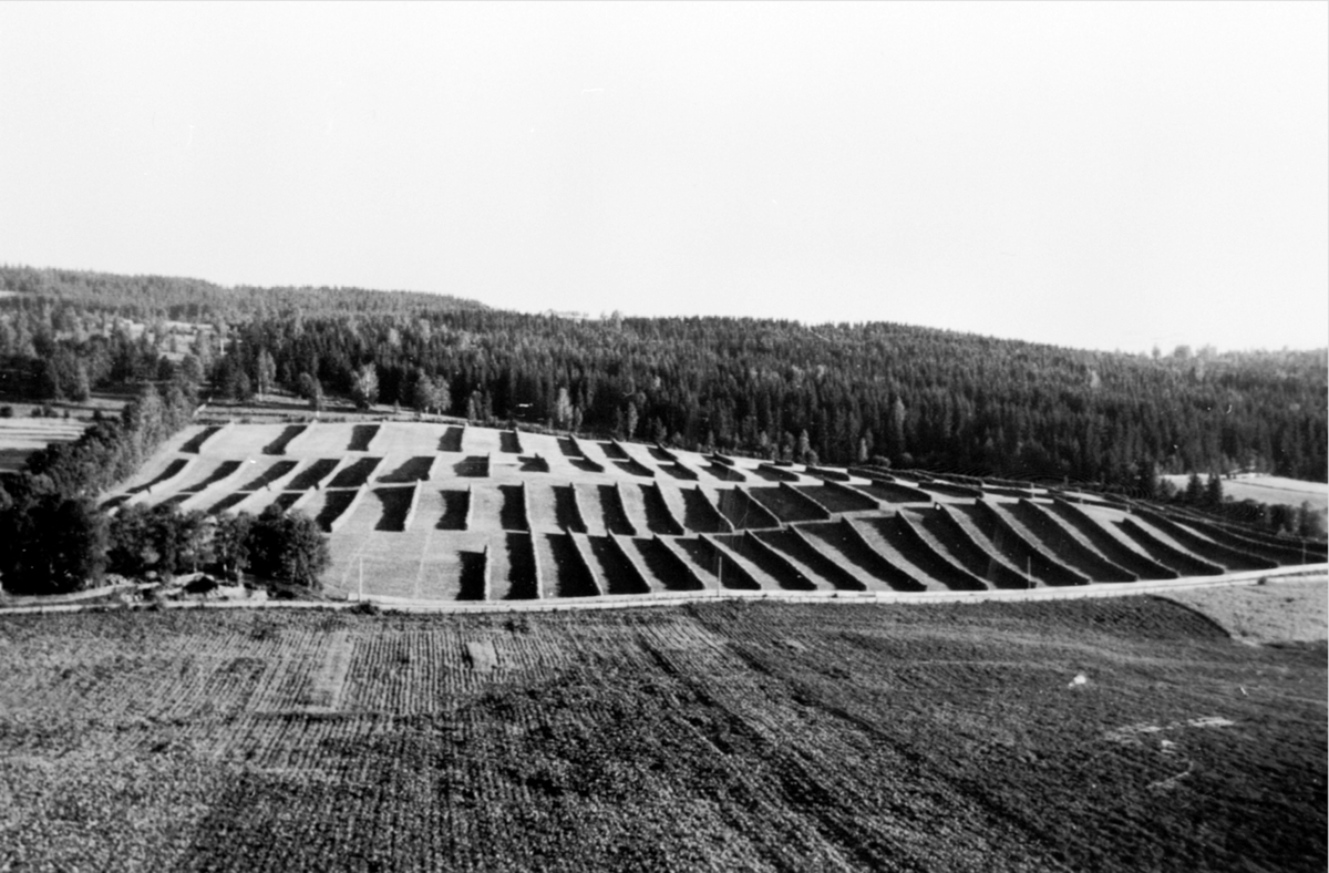 Slåttonn, høytørk på mange hesjer på Storåkeren, Heramb gård, Gaupen, Ringsaker.