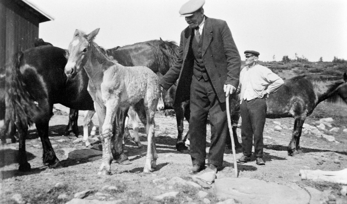 Hestegjeter Johan Huse med hester med føll på Kaldholsetra, Ringsaker Almenning. Arne Saugstad bak. Kaldholsetra. Ringsaker Almenning.