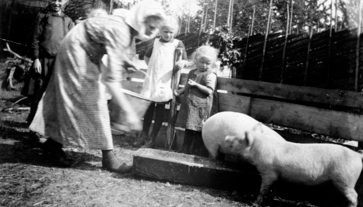 Foring av smågris på Nar-Holo, Ringsaker. Budeie Netta Hansen, Lina Fossum, Gudrun Fossum. Bak til venstre Dorthea Fossum, Karen Fossum.