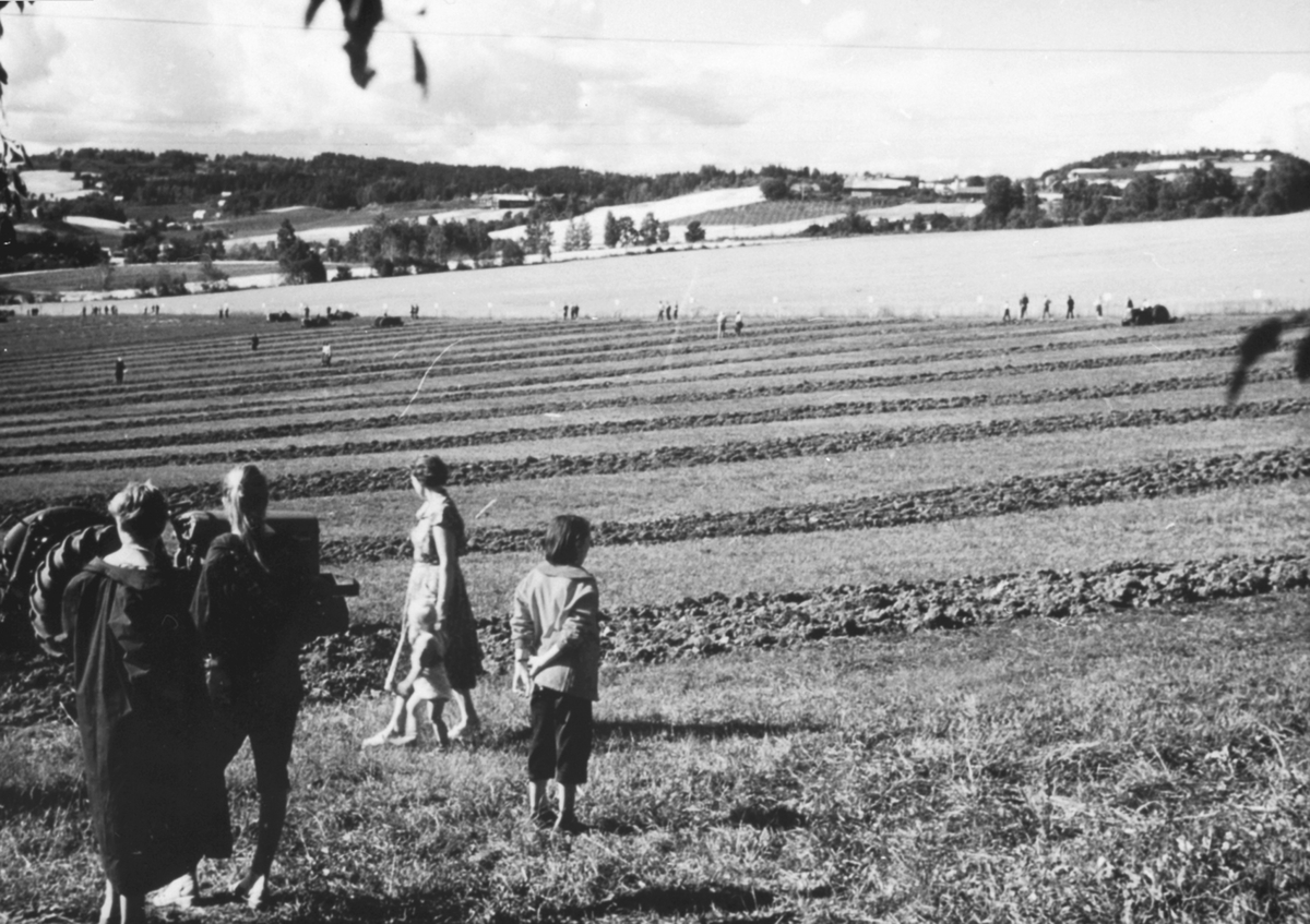 Pløyetevling på Hoel gård, Nes, Hedmark. Traktorer. Tilskuere.