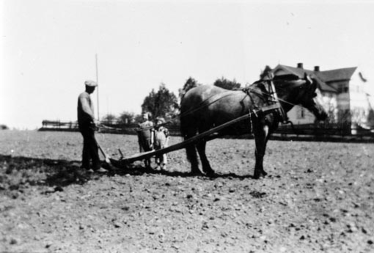 Våronn på Hove nedre. Halvor Hovie pløyer/arder med hest. Døtrene Randi og Astrid ser på. Hovedbygning i bakgrunnen.