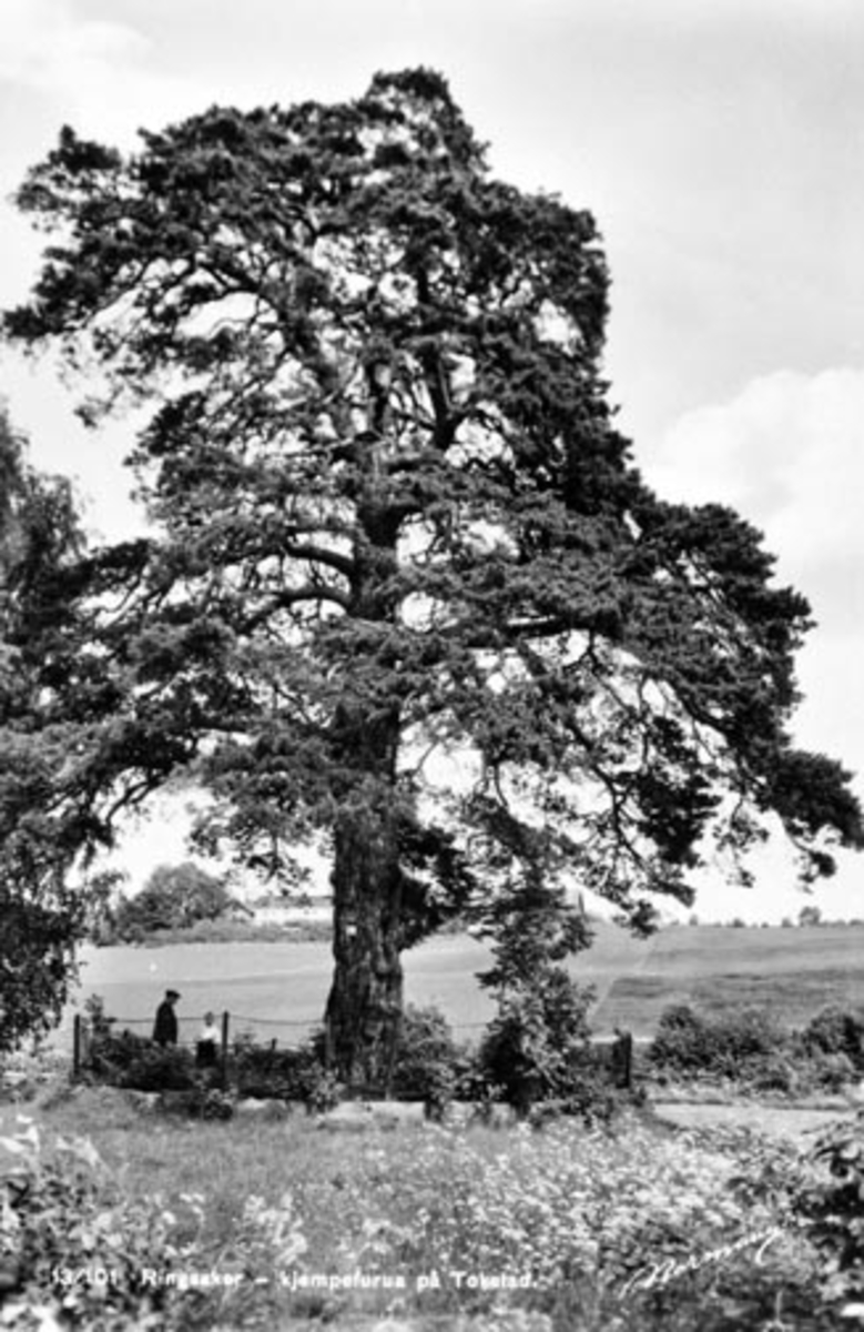 Postkort, Tokstadfurua, fredet furu ved Tokstad gård, Veldre, Ringsaker