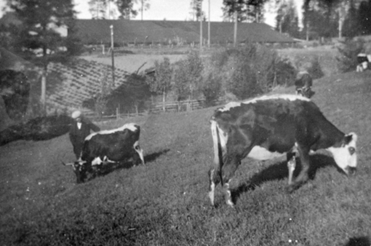 Ku som beiter på Smedstuen nedre, Nes, Hedmark. Even Lie (1865-1938) inspiserer.