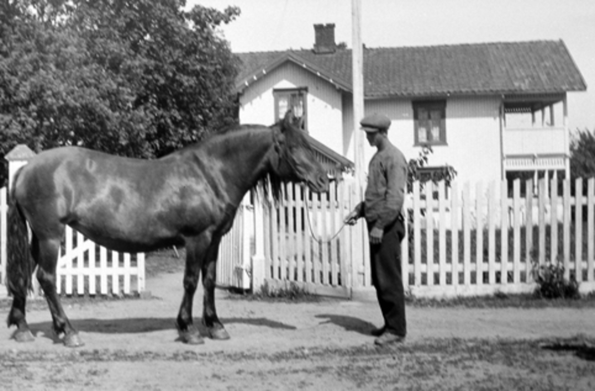 Eksteriør. Hovedbygningen i Vallsigsvea, Furnes, Ringsaker. Oscar med hest.