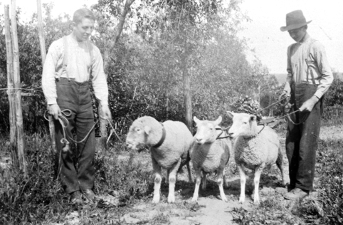 Fra venstre Birger Berntsen Sween og Harald Berntsen Sween. Sauer med sele i hagen på Valsigsveen, Furnes.