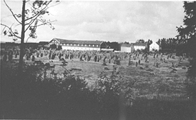 HAFSAL, KORNSNEIS