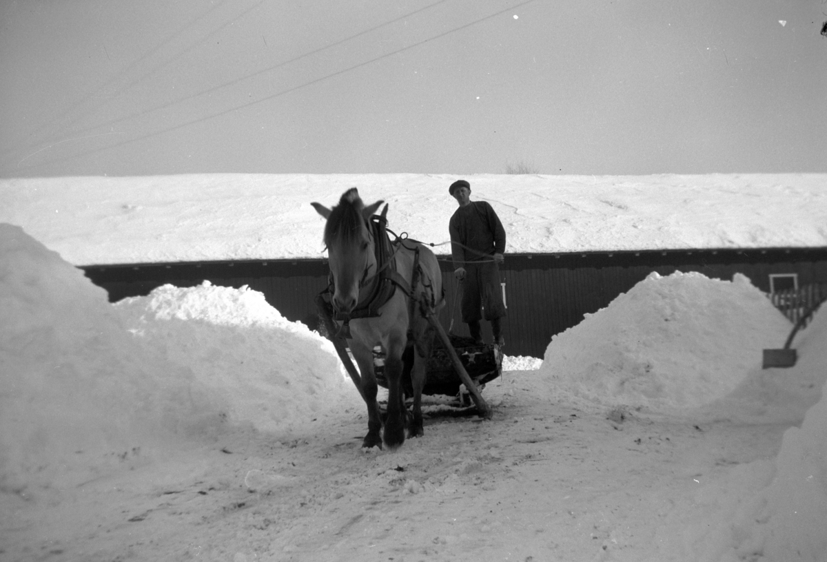 SØNDRE TOMTER. KÅRE TOMTER KJØRER MØKK/GJØDSEL MED HEST OG MØKKBRETT. CA. 1950. 